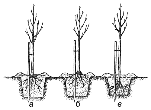 Как правильно посадить дерево