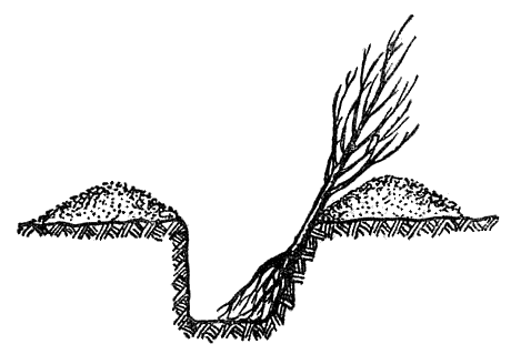 Поместите деревца (кустики) корнями в канавку
