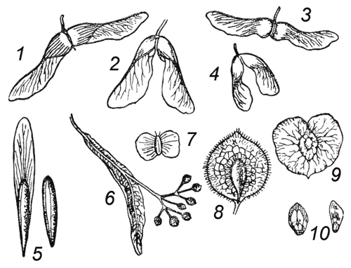 Семена различных растений